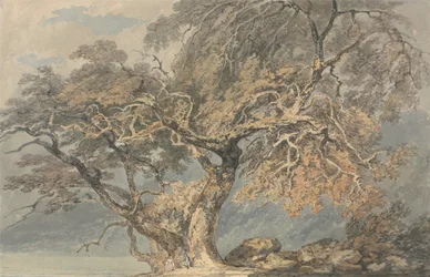 A Great Tree
